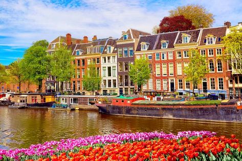 Cityscape view of the canal of Amsterdam in summer with a blue sky and traditional old houses. Colorful spring tulips flowerbed on. The foreground. Picturesque royalty free stock photos Amsterdam In Summer, Amsterdam Photos, Amsterdam City, Spring Tulips, City Landscape, Long Trips, Summer Blue, Beautiful Buildings, White Summer