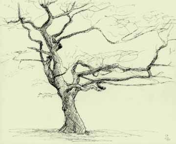 (Grasmere tree branches) Trees are very appealing: they vary enormously in mood and represent a challenge, with or without leaves. Trees Without Leaves Drawing, Chestnut Tree Drawing, Leafless Tree Drawing, Totao, Trees Without Leaves, Tree Without Leaves, Leaves Images, Draw Trees, Leafless Tree