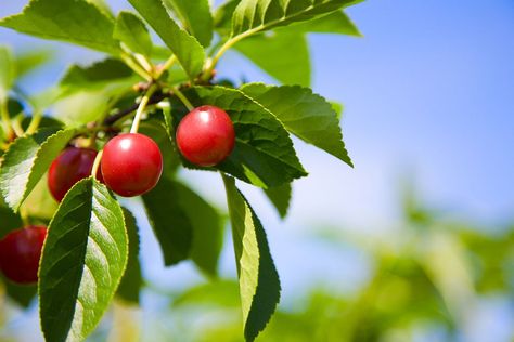 The Benefits of Tart Cherries Dry Fruits Benefits, Cherry Types, Montmorency Cherry, Tart Cherry Juice, Gluten Free Vegan Recipes, Sour Cherry, Cherry Juice, Cherry Tart, Lunch Meal Prep