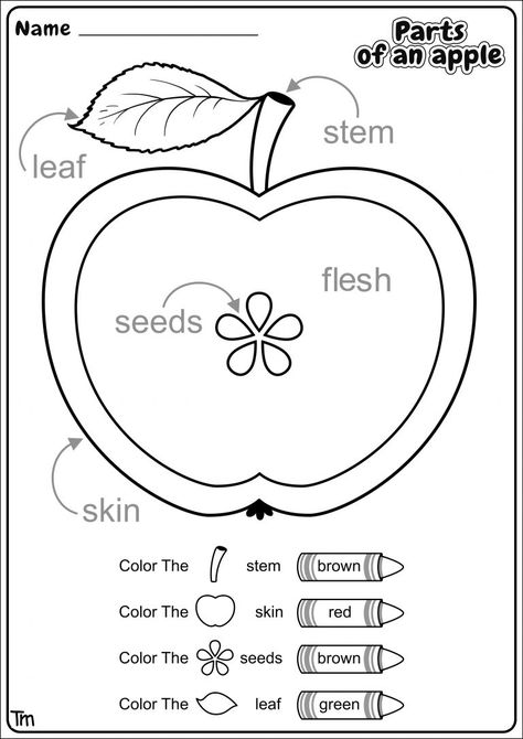 Apples & Where They Come From! Preschool Theme Worksheets | TeachersMag.com Apple Theme Science Preschool, September Theme For Preschool, Science Apple Activities Preschool, Fall Theme Ideas For Preschool, September Pre K Themes, Preschool Activities Apples, Apples Worksheet Preschool, Learning About Apples Preschool, Parts Of An Apple Activity