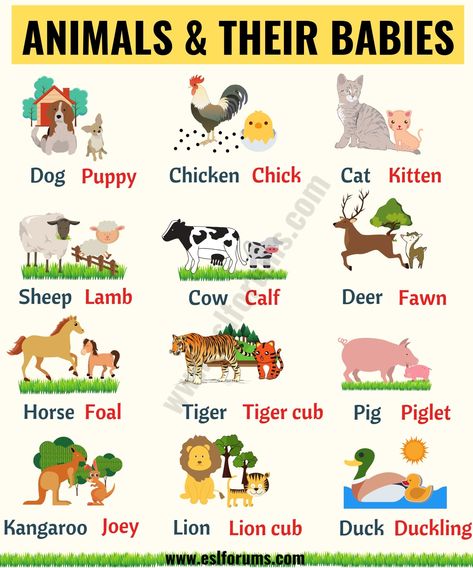 Cute Baby Animals: Learn Popular Animals and Their Babies! - ESL Forums Animals And Their Babies, Animals Name In English, Baby Animal Names, Stem Elementary, English Activities For Kids, Collective Nouns, Learning English For Kids, Gk Knowledge, English Worksheets For Kids