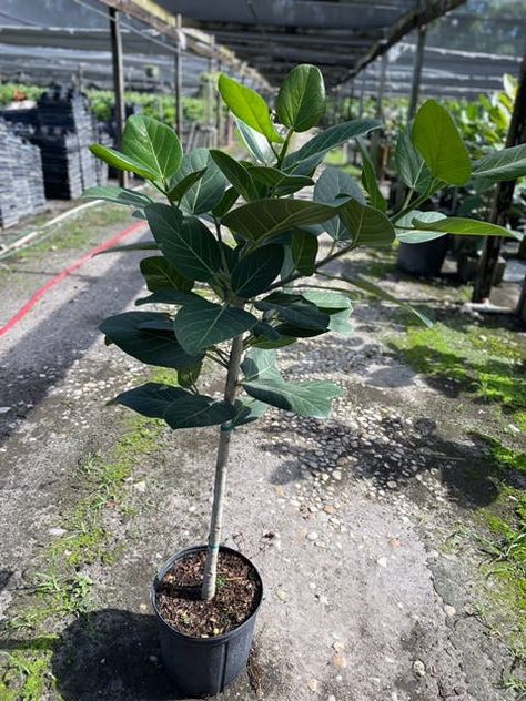 10” Ficus Audrey Standard 3.5-4' Audrey Ficus, Ficus Benghalensis, Ficus Audrey, Welcome May, Fiddle Leaf, Trendy Home Decor, Fiddle Leaf Fig, Trendy Home, Plant Care