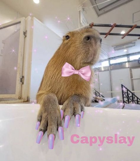 Cappy Berra Funny, Preppy Capybara, Cabypara Cute, Cappy Berra, Capybara Pet, Baby Capybara, Cute Small Animals, Funny Pix, Cute Animals Puppies