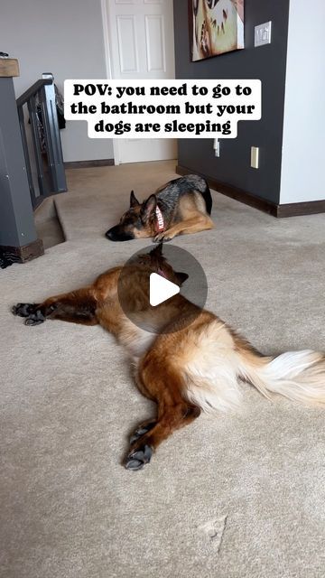 𝐊𝐚𝐭𝐢𝐞 𝐌𝐢𝐜𝐡𝐚𝐢𝐥𝐮𝐜𝐤 on Instagram: "I just needed to peeeee😭   This is how it really be sometimes 😂  ———————————————————- #funnyvideo #funny #funnyvids #germanshepherd #gsd #cutegsd #funnygsd #funnydog #funnydogvideos #funnydogvids #cutepuppy #dogvids #dogvideos #dogreels #funnyreels #gsdcutie #dogsofcanada #fortheloveofpets #gsddog #animalsinfluence #dogs_unity #cutepuppy #cutestpuppiesofinstagram #doggomodel #dogmodel #dogmodelsofinstagram #dogmodeling" Really Funny Dog Videos, Fuzzy Animals, Gsd Dog, Funny Dog Photos, Dog Videos, Dog Modeling, Funny Dog Videos, Dog Gifs, Dog Photos