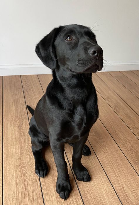 3 Labradors, Labrador Retriever Black, Labrador Black, Lab Mix Puppies, Black Labrador Puppy, Labrador Noir, Black Labrador Dog, Service Dogs Gear, Black Labrador Retriever