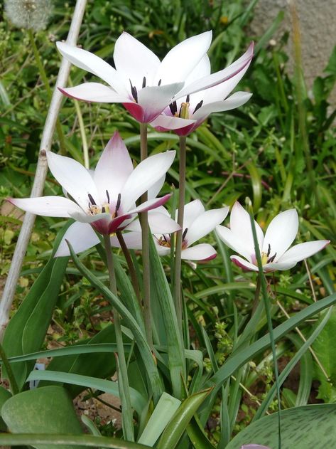 Bloom photo of Lady Tulip (Tulipa clusiana 'Peppermint Stick') uploaded to Garden.org by Nevita Siam Tulip, Finola Tulip, Zone 4 Perennials, Lady Tulip, African Tulip Tree Flower, Pink Star Tulip, Varna Bulgaria, Hummingbird Plants, Peppermint Sticks