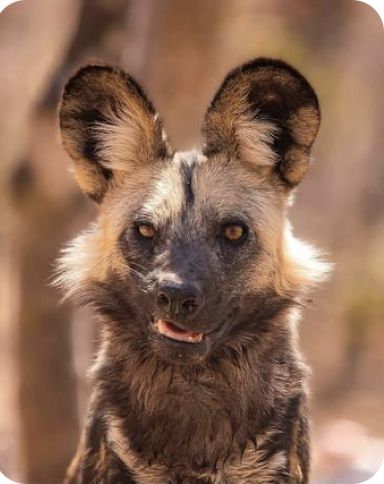 Random Animal Pictures, Curly Haired Animals, Spotted Hyena Photography, Hyena Side Profile, African Wild Dog Fursona, Dynamic Animal Poses Reference, Animal Reference Photos For Drawing, Animal Side Profile, Hyena Character Design