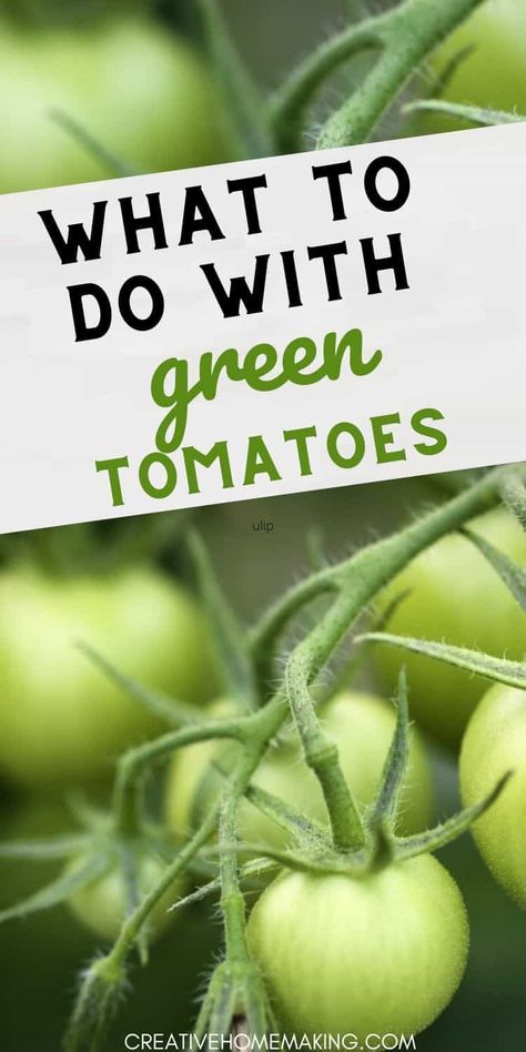 Unlock the potential of green tomatoes with these delicious and creative ideas! Whether you're making a hearty green tomato casserole or a refreshing salad, these recipes will elevate your cooking game. Explore fun ways to preserve them too, like canning or making relishes. Dive into the world of green tomatoes and enjoy their tangy goodness! Fresh Green Tomato Recipes, Vegan Green Tomato Recipes, What To Do With Green Tomatoes Recipes, Recipes Using Green Tomatoes, How To Use Green Tomatoes, Recipes With Green Tomatoes, What To Do With Green Tomatoes, Recipes For Green Tomatoes, Green Tomatoes Recipes