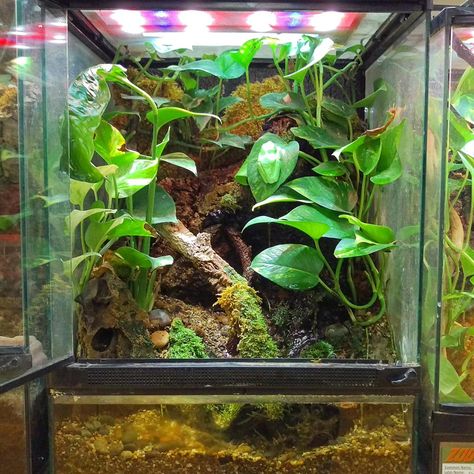 Red-eyed tree frog terrarium. DIY this terrarium with a 18x18x24 Zoo Med Terrarium, Zoo Med's Waterfall Kit, Cork Flats, Terrarium Moss, Mopani Wood, and live plants of your choosing. Dart Frog Terrarium, Tree Frog Terrarium, Dumpy Tree Frog, Gray Tree Frog, Gecko Habitat, Frog Habitat, Frog Terrarium, Frog Tank, Gecko Terrarium