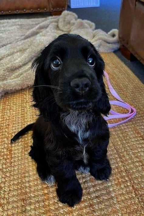 For more : cute | #Black_Cocker_Spaniel_Puppies #Puppies_Wallpaper #Dog_Storage #Black_Cocker_Spaniel Söt Katt, Puppy Dog Eyes, Cute Animals Puppies, Very Cute Dogs, Really Cute Dogs, Spaniel Puppies, Cute Little Puppies, Pretty Animals