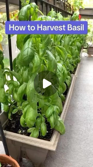 How to harvest your basil to maximize yield   Basil is one of the most common home-grown edibles, from backyard gardens to window sills. ... | Instagram Harvest Basil, Pruning Basil, Harvesting Basil, Gardening Gift Set, Backyard Gardens, Growing Basil, Diy Herb Garden, Basil Seeds, Basil Plant