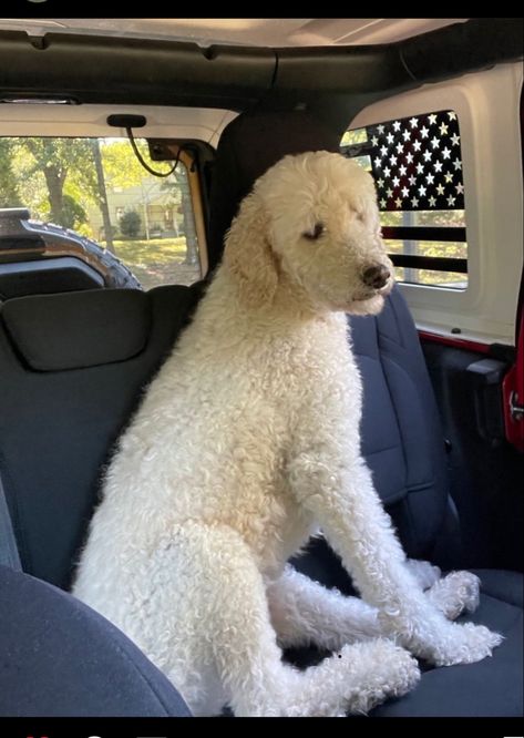 100% Poodle Giant Poodle Dog, Big Poodle Dogs, Big Poodle, Big White Dog, White Standard Poodle, Giant Poodle, Big Curly Hair, Dressage Horses, White Dog