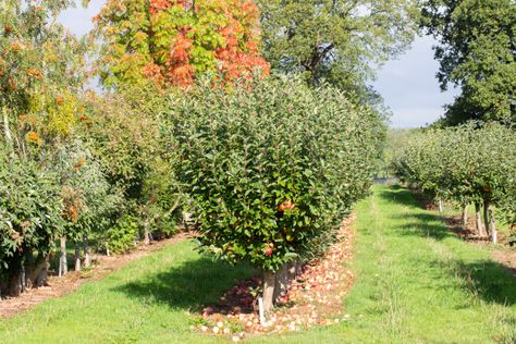 Orchard On A Slope, Home Orchard Ideas, Fruit Orchard Layout, Home Orchard Layout, Apple Orchard Ideas, Backyard Orchard Layout, Fig Orchard, Orchard Layout, Fruit Trees Garden Design