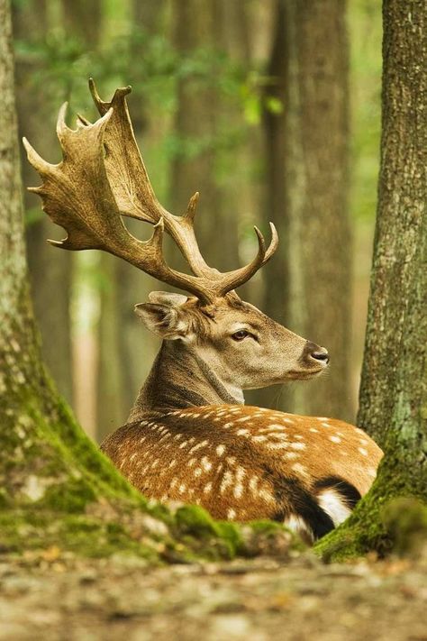 Fallow Deer Photography, European Fallow Deer, Fallow Deer Aesthetic, Deer Reference Photo, Stag Reference, Deer Side View, European Animals, Deer Pretty, Forest Rocks