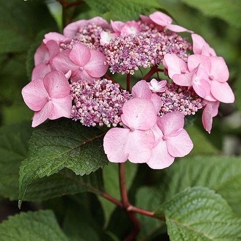 Only get the best of the best when it comes to choosing hydrangeas for your flower garden. We took the guesswork out of buying bulbs for your front or backyard garden by picking our expert-approved hydrangeas. Twist And Shout Hydrangea, Hydrangea Shade, Strawberry Hydrangea, Hardy Hydrangea, Hydrangea Tree, Hydrangea Petiolaris, Hydrangea Landscaping, Big Leaf Hydrangea, Types Of Hydrangeas