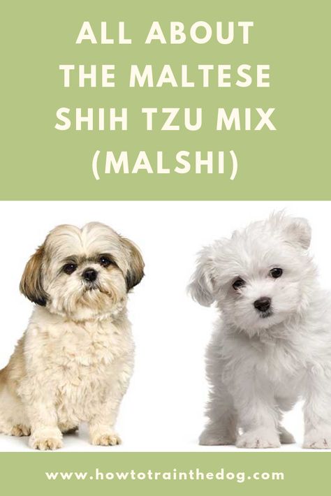 Shitzu Maltese Puppies, Malti Shih Tzu, Malshi Puppies Full Grown, Maltese Shih Tzu Mix Puppies, Malshi Haircuts Teddy Bears, Maltese Shih Tzu Haircuts, Shih Tzu Maltese Mix Dogs, Malshi Haircuts, Malshi Dogs