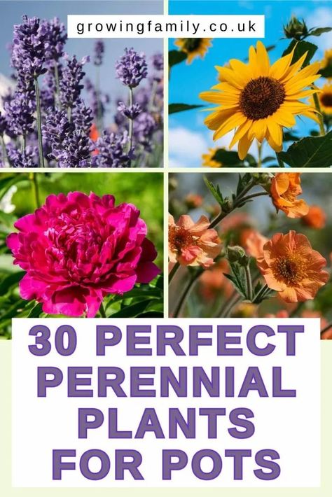 30 best perennial plants for pots and containers - Growing Family Container Bulb Planting, Best Perennials For Pots, Perinials For Planters, Perennials In Pots Container Garden, Perennial Container Plants, Best Perennials For Containers, Perennial Flowers For Pots, Potted Perennials Planters, Perennial Planter Ideas