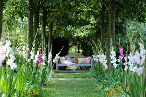 Gladiolus Bulbs, Big Planters, Longfield Gardens, Summer Bulbs, Gladiolus Flower, Summer Flowering Bulbs, Gladioli, Spring Bulbs, Planting Bulbs