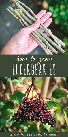 Learn how to grow elderberries for food and medicine, right in your own backyard! Elderberries can be grown from cuttings, starts, or seeds. #grow #elderberries Elderberry Growing, Elderberry Plant, Elderberry Bush, Elderberry Recipes, Gardening Zones, Food Forest, Growing Fruit, Food Garden, Fruit Garden