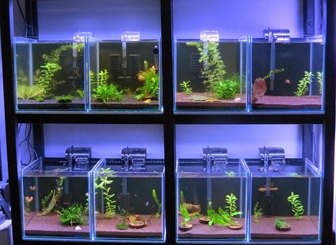 Fish Breeding Setup, Betta Breeding Setup, Guppy Tank Setup, Betta Setup, Betta Fish Tank Setup, Betta Breeding, Fish Room, Breeding Betta Fish, Aquarium Set