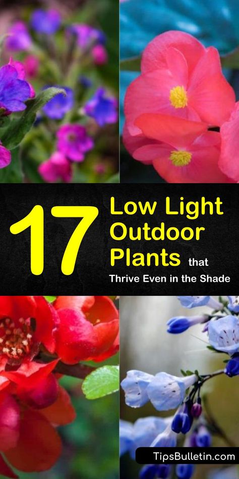 Try these 17 different low light outdoor plants in your garden, including Bluebells and Peace Lily. Learn how to use ornamental grasses, flowers, and ferns for landscaping ideas and curb appeal. Spruce up your front yards and flower beds with these sun shy plants. #lowlight #outdoor #plants #shade Low Lying Perennials Full Sun, Low Light Plants Outdoor, Plants That Don’t Need Light, Perinals Flowers Beds Shade, Low Light Perennials Shade Garden, Plants That Don’t Require Sunlight, Plants That Like Shade, Porch Plants, Outside Plants