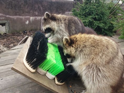 Raccoon Enrichment Ideas, Raccoon Cage Ideas, Raccoon Enclosure Ideas, Porcupine Enrichment, Animal Enrichment Ideas, Raccoon Enclosure, Raccoon Enrichment, Zoo Enclosures, Zoo Enrichment