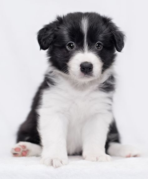 Border Collie Puppies - Animal Facts ... Border Collie Puppy Training, Border Collie Pups, Border Collie Herding, Most Popular Dog Names, Popular Dog Names, Dog Breed Names, White Border Collie, Collie Puppies, Border Collie Puppies