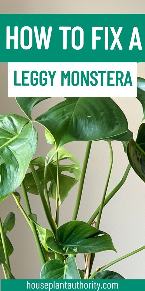 Enhance your monstera plant care with our detailed guide on how to fix a leggy monstera. This resource is perfect for those new to indoor houseplants, offering easy solutions to common issues. Big Leaf Indoor Plant, Monstera Plant Care, Monstera Obliqua, Indoor Greenhouse, Plant Guide, Houseplants Indoor, Big Leaves, Monstera Plant, Monstera Deliciosa