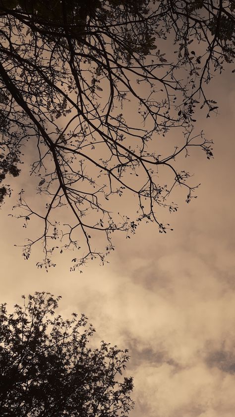 sky tree sunset evening aesthetic brown Evening Trees Aesthetic, Evening Asthetic Snap, Evening Sky Pictures, Brown Sunset Aesthetic, Evening Asthetic Picture, Dark Sky Aesthetic Wallpaper, Brown Sky Aesthetic, Evening Aesthetic Sky, Dark Sunset Aesthetic