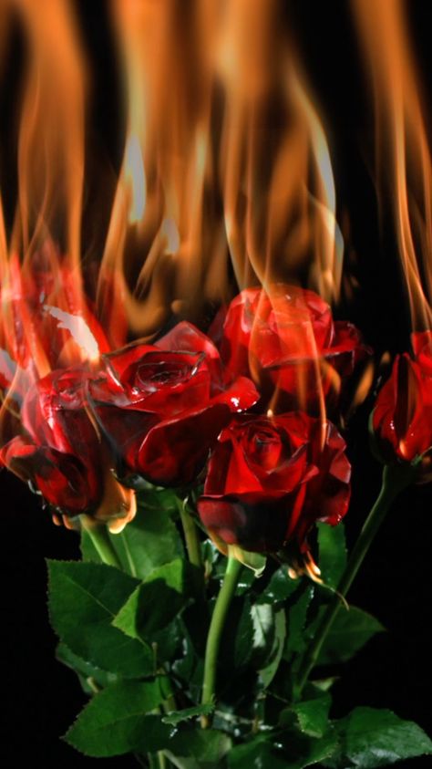 On Fire Photoshoot, Fire Photoshoot, Rose On Fire, Facebook Cover Photos Hd, Burning Flowers, Burning Rose, Drying Roses, Android Wallpaper Art, Fire Photography