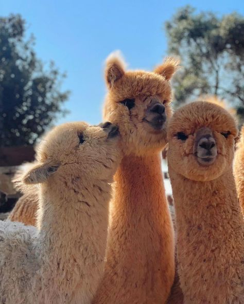 Cute Animal Pfp, Lama Animal, Animal Pfp, Cute Animal Character, Giraffe Pictures, Pet Illustration, Alpaca Farm, Cute Alpaca, Animal Character