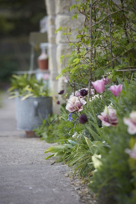 Garden Visit: The Tulips of Hawthorn Cottage Tulips Pink, Herbaceous Border, Wild Garden, Dream Yard, Cottage Gardens, Flower Gardening, Moon Garden, Dream Cottage, Spring Bulbs