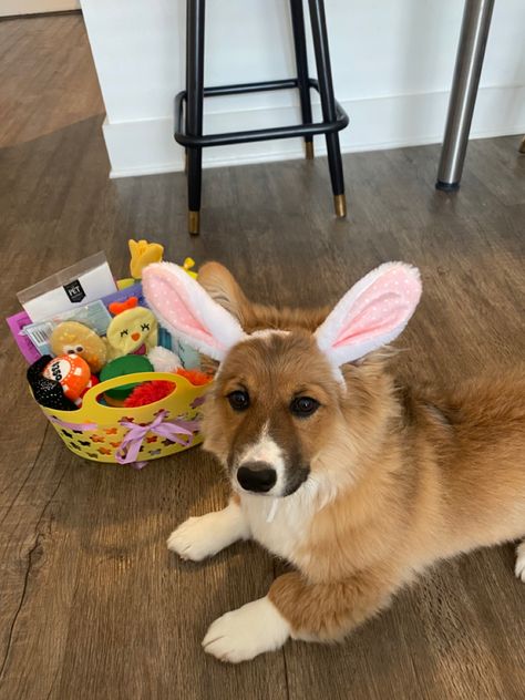 Corgi Easter basket puppy dog treats toys Doggy Easter Basket, Easter Basket For Dogs, Puppy Easter Basket, Easter Dog Treats, Dog Easter Basket, Dog Gift Basket, Dog Easter, Creative Easter Baskets, Puppy Ideas