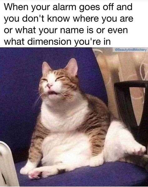 Funny Animal Jokes, Memes Humor, Funny Cat Memes, Taco Bell, Funny Animal Memes, Animal Jokes, Really Funny Memes, Animal Memes, Cute Funny Animals