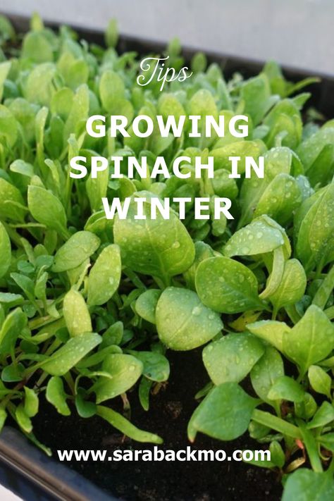 Planting Spinach, Grow Spinach, Dirt Therapy, Fall Rain, Growing Spinach, Spinach Seeds, Water Spinach, Vegetable Gardening Ideas, Hydroponic Farming