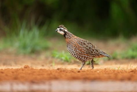 The Decline of Bobwhite Quail Populations During the 20th Century | Mossy Oak Quail Habitat, Grafting Fruit Trees, Bobwhite Quail, Quail Hunting, Forest And Wildlife, Small Games, Bird Hunting, English Cocker Spaniel, Hunting Trip