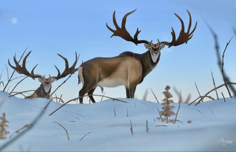 Prehistoric Megaloceros giganteus was a giant deer that roamed over Eurasia during the Pleistocene. About 7 ft. tall at the shoulder and weighing about 1,600 lbs., stags carried the largest antler spread of any known deer species—up to 12 ft wide. Megaloceros Giganteus, Elk Art, Irish Elk, Resist Painting, Deer Species, Prehistoric Wildlife, Wildlife Artwork, Early Humans, Jurassic World Dinosaurs