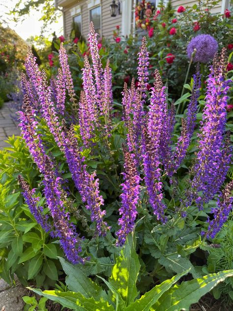 Want to extend the bloom time of your May Night Salvia? Learn how to deadhead the flowers to get more blooms! This easy guide will show you how to extend the flowering season and create a non-stop flower show in your garden. Salvia Garden, Salvia Plant, May Night Salvia, Hillside Gardening, Front Yard Flowers, Salvia Plants, Growing Tulips, Hydrangea Care, Zinnia Flowers