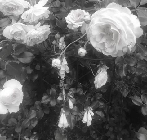 White Rose Aesthetic, Red Icons, Rose Aesthetic, Rosé Aesthetic, Princess Core, Angel Aesthetic, Gray Aesthetic, After Life, Black And White Aesthetic