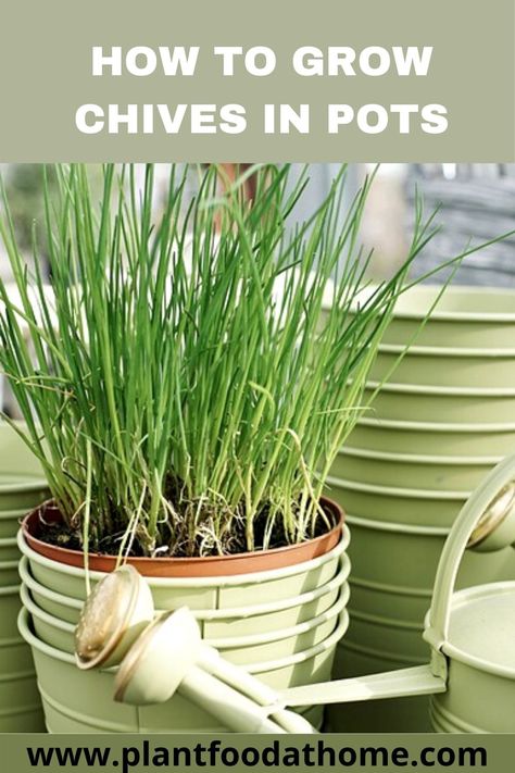 Planting Herbs In Pots Outdoors, How To Plant Chives, How To Harvest Chives, Harvesting Chives, Planting Chives, Chives Growing, Planting Herbs Indoors, Growing Spices, How To Grow Chives