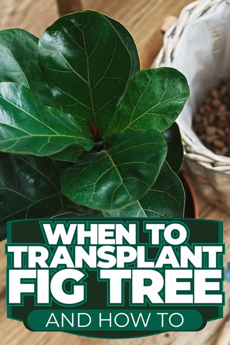 Transplanting Fig Trees: Step-by-Step Guide Fig Bush, Weeping Fig, Fig Trees, Fig Plant, Living In Arizona, Fast Growing Trees, Replant, Fig Tree, Natural World