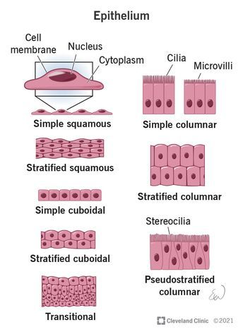 Epithelium: What It Is, Function & Types Epithelial Tissue Diagram, Human Body Tissue, Anatomy And Physiology 1, Med Quotes, Body Cavities, Stratified Squamous Epithelium, Epithelial Tissue, A And P, Tissue Biology