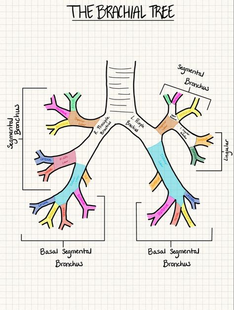 Lungs Notes, Pulmonary System Anatomy, Lung Anatomy Notes, Lungs Anatomy, Anatomy Of Lungs Notes, Bronchial Tree, Diagram Of Lungs Respiratory System, Thorax And Lungs Assessment, Lungs Drawing