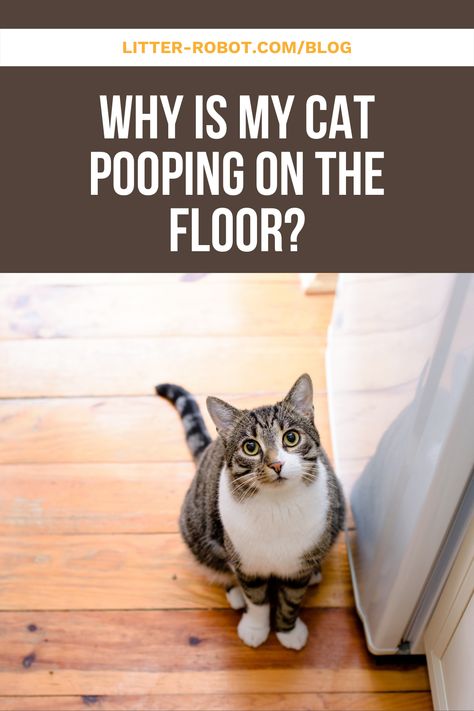 Is your cat pooping on the floor all of a sudden? This behavior likely means your cat is trying to tell you something. If the behavior is new and sudden, you should get your cat to your veterinarian as soon as possible to rule out any major medical issues. It is also important to note the frequency and consistency of your cat’s poop in order to provide your vet with the best information possible. Cat Pooping, Cat Pooping On Floor, How To Stop Cats From Pooping In Garden, Cat Pooping Outside Litter, How To Keep Cats From Peeing On Stuff, Stop Kitty Litter Tracking, Cat Remedies, Pee Smell, Cat Pee