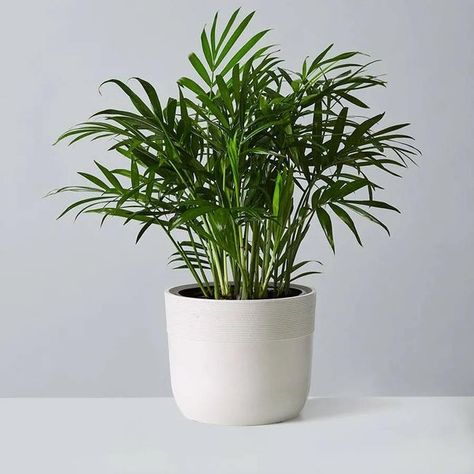 Bamboo Palm Indoor, Palm Plant Indoor, Parlour Palm, Chamaedorea Elegans, Indoor Plants Low Light, Air Cleaning Plants, Bamboo Palm, Houseplants Low Light, Low Light Indoor Plants