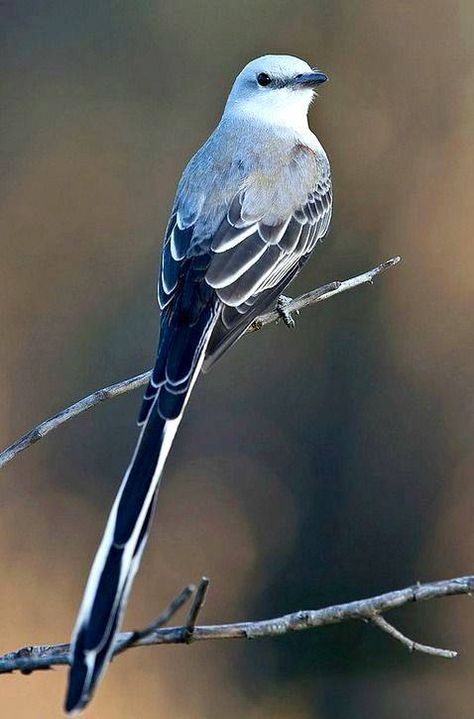 Mockingbird Tattoo, Northern Mockingbird, America Photo, Mocking Birds, Nest Art, Modern Birds, Hummingbird Tattoo, Animal References, State Birds