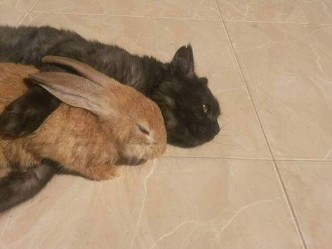 So, My Cousin Just Adopted This Bunny. It's Afraid Of Him, So, It Springs To The Cat To Protect It. The Cat Couldn't Care Less Grumpy Bunny, Cutest Bunny Ever, Cute Bunny Pictures, Care Less, Foster Kittens, Bunny Pictures, Family Tees, My Cousin, Cute Animal Photos