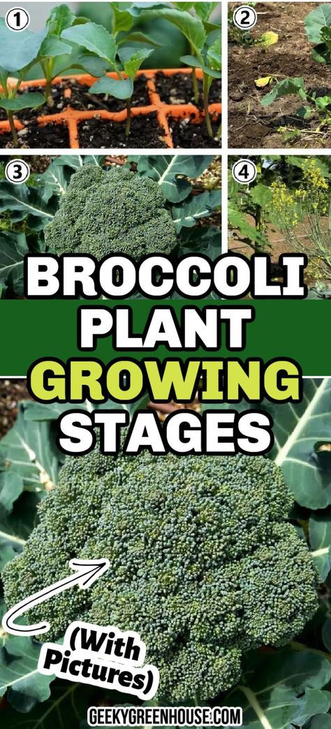 Broccoli is a very rewarding vegetable to grow in the garden. We have grown broccoli in our raised garden beds, as well as in the ground directly. Here is a guide to growing this vegetable in your garden, with detailed photos for a step-by-step process the whole way! Harvesting Broccoli, Growing Vegetables At Home, Broccoli Plant, Growing Broccoli, Plant Growing, Thriving Garden, Home Vegetable Garden, Greenhouse Gardening, Garden Yard Ideas