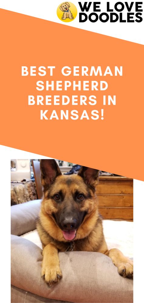 Finding the right German Shepherd breeders in Kansas can sometimes be challenging. There are plenty of breeders, but only quality service providers cut. Now for the million-dollar question; how do you find the best German Shepherd breeders? No worries. We have researched all the breeders that have proven to be outstanding in their field. The Breeders, German Shepherd Breeders, Love Doodles, Dog Breeder, Shepherd Puppies, Cute Dogs And Puppies, German Shepherd Puppies, Dog Breed, German Shepherd