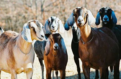 Anglo Nubian Goats, Farm Goats, Nubian Goats, Keeping Goats, Mini Goats, Nubian Goat, Happy Goat, Goat Care, Dream Country